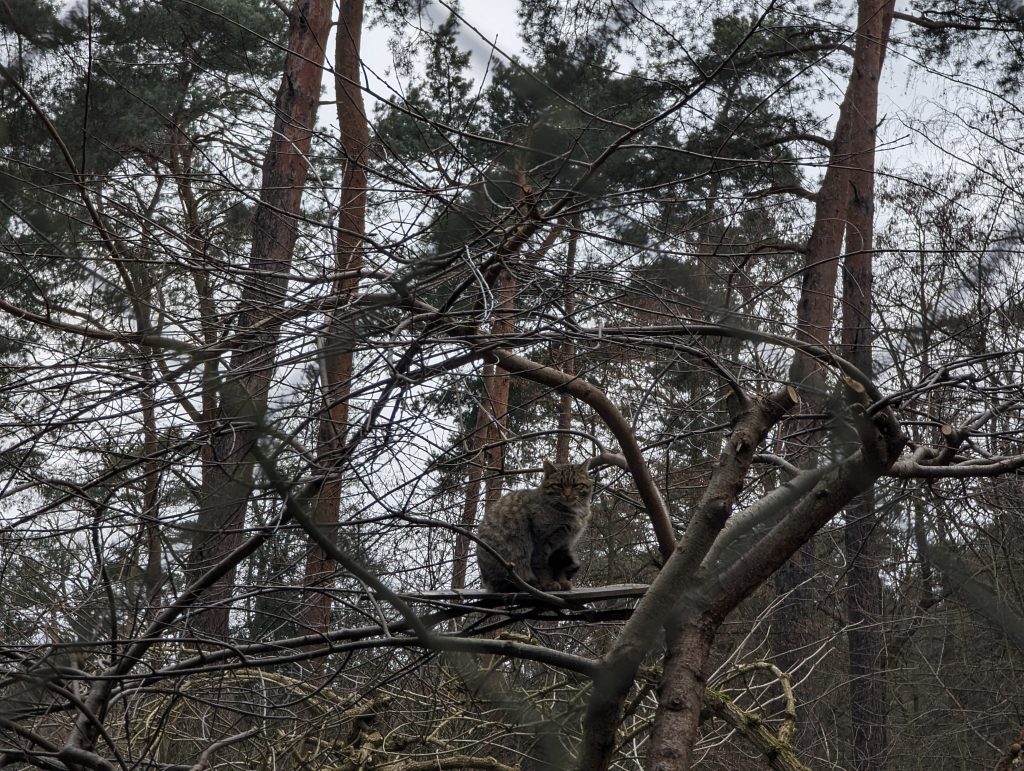 In einem Gehege: Wildkatze sitzt auf einem Baum